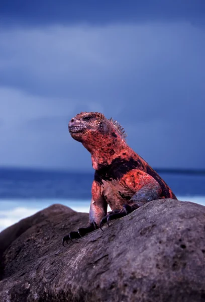 Ilhas Galápagos Iguana Marinha — Fotografia de Stock