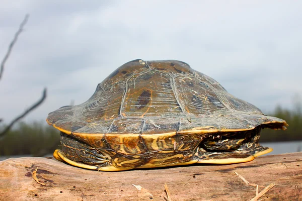 Map Turtle Illinois Wetland — Stock Photo, Image