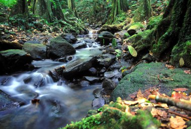 Moorea Rainforest art arda sıralı