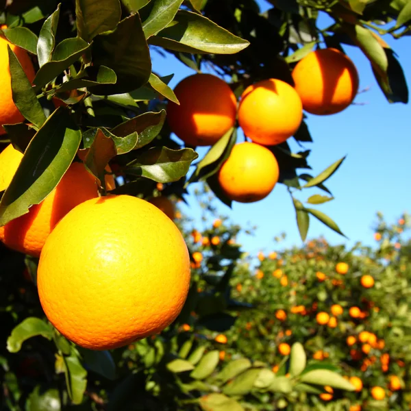 Paisaje de Orange Groves de Florida —  Fotos de Stock