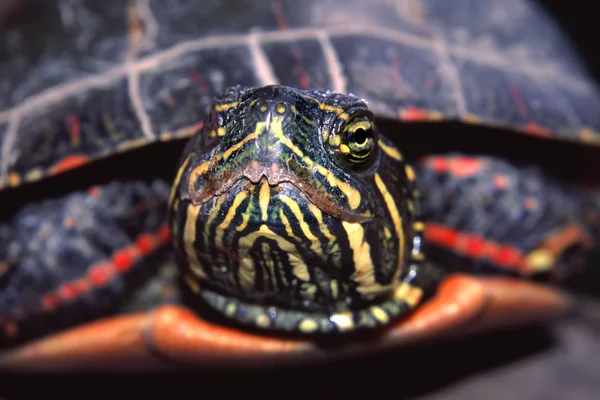 Målade sköldpadda porträtt Illinois — Stockfoto