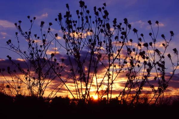 Pradaria por do sol paisagem Illinois — Fotografia de Stock