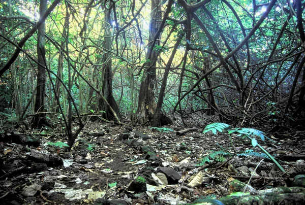 Moorea Rainforest turistická stezka na šířku — Stock fotografie