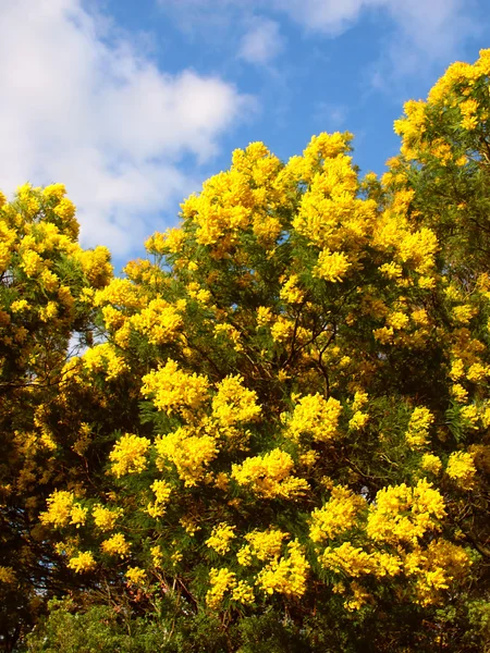 Acacia Tree Victoria Australie — Photo