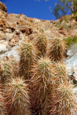 Çilek kirpi kaktüs (Echinocereus engelmannii)