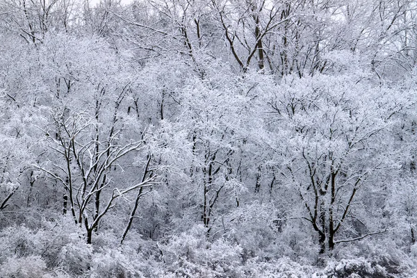 Forest sneeuwval landschap Illinois — Stockfoto