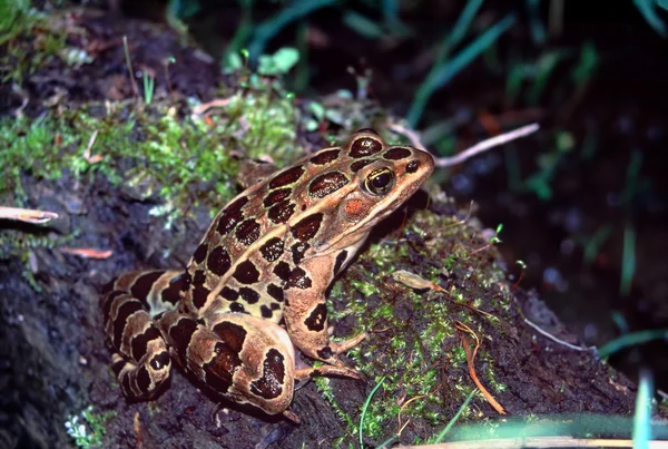 Rana leopardo del norte —  Fotos de Stock