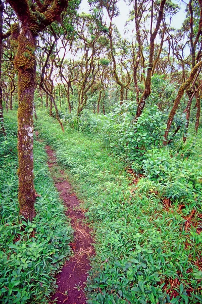 Scalesia Forest Santa Cruz Galapagos — Stock Photo, Image