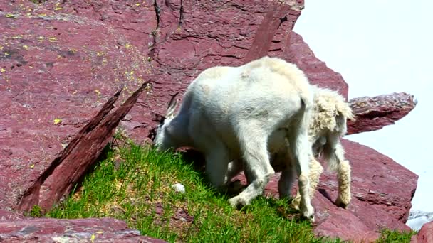 Bergsgeten (oreamnos americanus) — Stockvideo