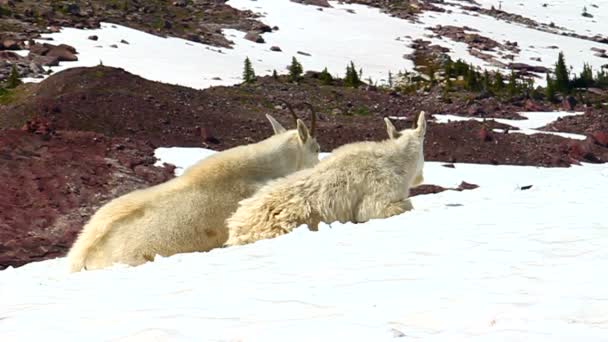 Mountain Goat (Oreamnos americanus) — Stock Video