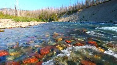 North Fork Flathead River Montana