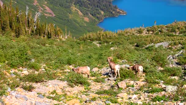 Bighorn sheep Glaciärnationalpark — Stockvideo