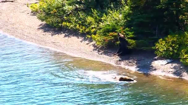 Grizzlybjörn årsungar glaciärpark — Stockvideo