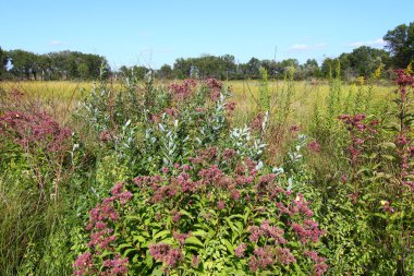 nachusa otlakların - Illinois