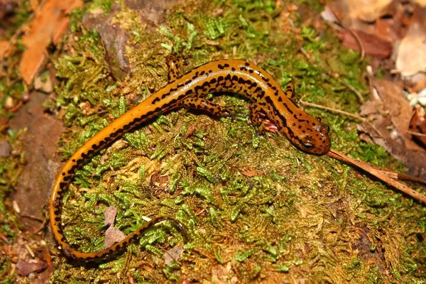 Длиннохвостая саламандра — стоковое фото