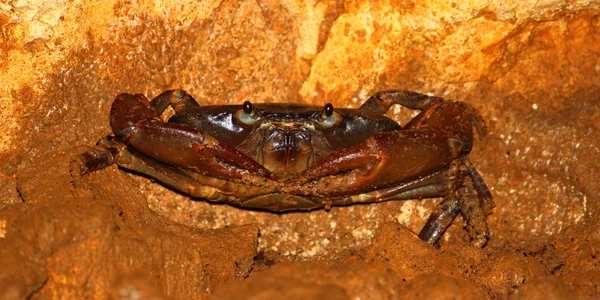 Cave krabba - Puerto Rico — Stockfoto