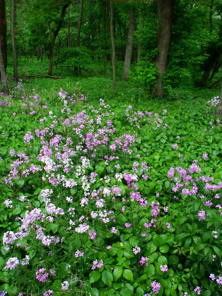 Paisaje de flores silvestres del bosque de Illinois —  Fotos de Stock