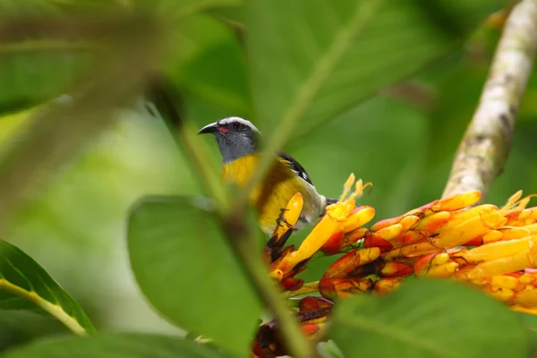 Bananaquit (Coereba flaveola) — Φωτογραφία Αρχείου