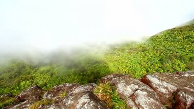 Puerto Rico El Yunque Ulusal Ormanı