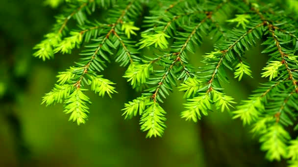 Hemlock Wschodniej (Tsuga canadensis) — Wideo stockowe