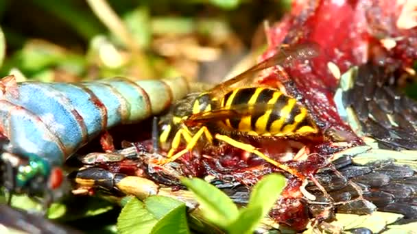 Doğu Yellowjacket yiyen yılan — Stok video