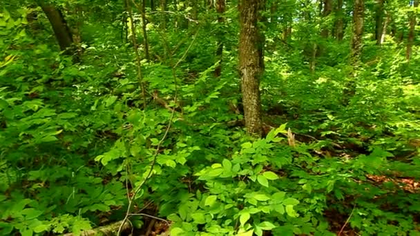 Michigan Upper Peninsula Northwoods — Stockvideo