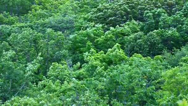 Floresta Floresta Cenário — Vídeo de Stock