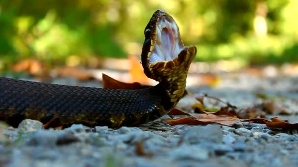 Floresta Nacional de Cottonmouth Snake Shawnee — Vídeo de Stock