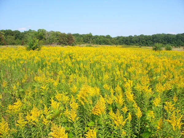 Guldenroede veld scène — Stockfoto