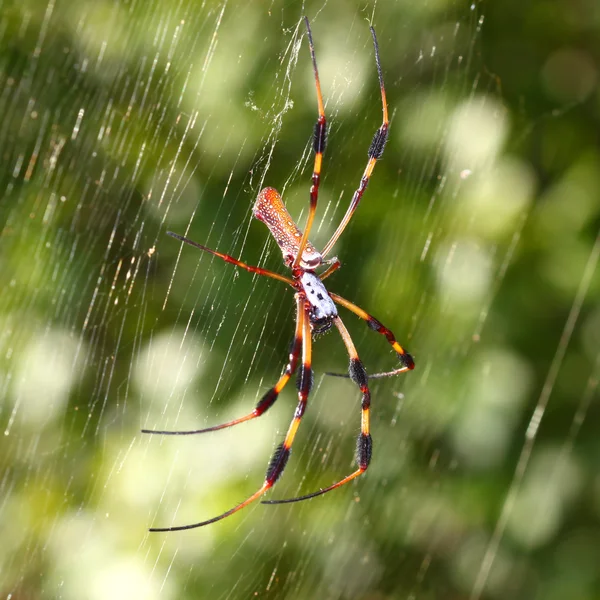 Zlaté hedvábí Orb Tkadlec (Nephila clavipes) — Stock fotografie