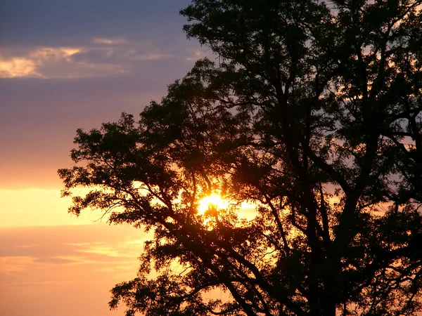 Silhueta do pôr-do-sol de carvalho — Fotografia de Stock