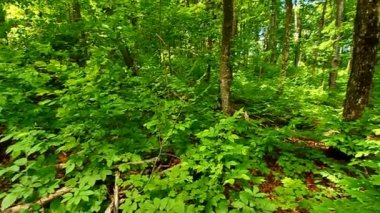 Northwoods orman manzara
