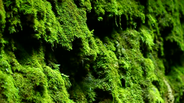 Goteo de musgo cortinas a Indiana State Park — Vídeo de stock