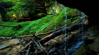 Tonları Devlet Park baldırıkara otu Falls