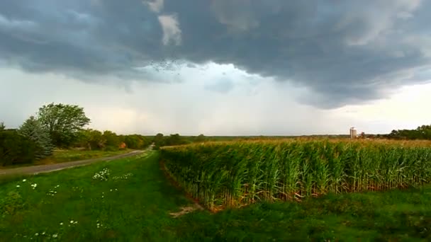 Tormenta de viento maíz campo Wisconsin — Vídeo de stock