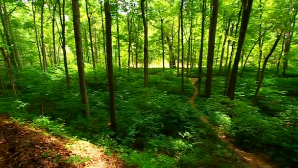 Туреччина Run State Park Woodland — стокове відео