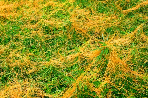 Dodder parasita Illinois Prairie — Fotografia de Stock