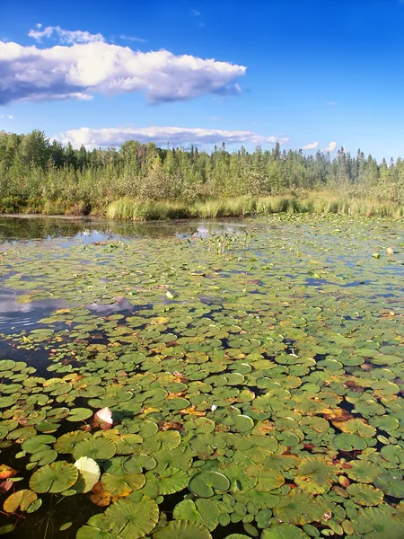 Lilla Bearskin sjön Northwoods Wisconsin — Stockfoto
