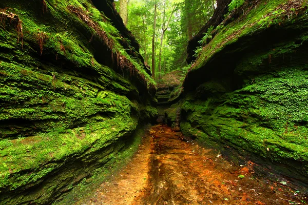 Turquia Run State Park Indiana — Fotografia de Stock