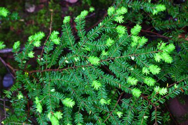 Eastern Hemlock (Tsuga canadensis) clipart