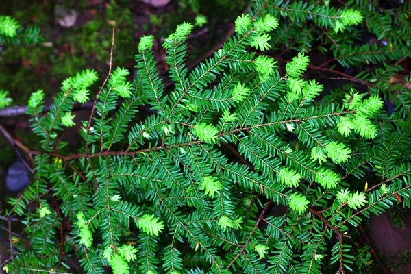 Östra odört (Tsuga canadensis) — Stockfoto