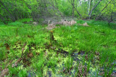 Bahar orman manzara Illinois