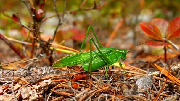 Arbusto de cola bifurcada Katydid (Scudderia furcata ) — Vídeos de Stock