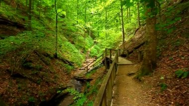 Türkiye'de çalışma State Park ayı içi boş