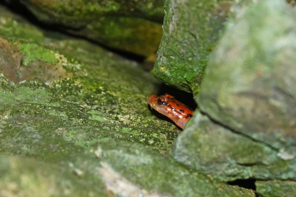 Cave Salamander Shawnee National Forest — Stock Photo, Image