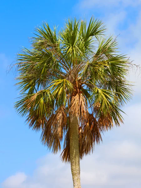 Palm Tree Background Florida — Stock Photo, Image