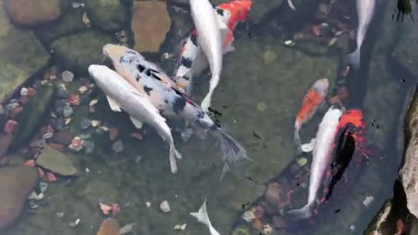 Koi fish swim in the artificial pond — Stock Video