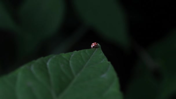 Coccinelle sur le gros plan des feuilles 
