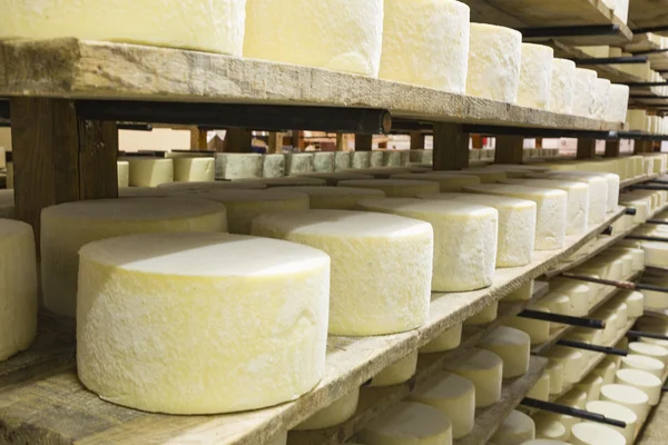 Satır fermantasyon peynir — Stok fotoğraf