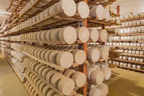 Reihen von fermentierendem Käse — Stockfoto